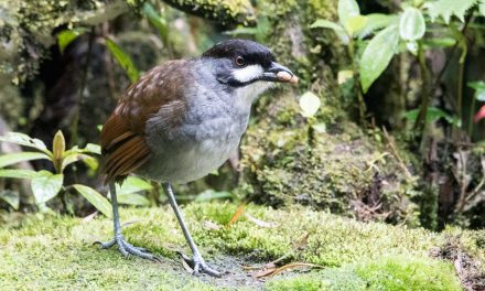 The Quirky Jocotoco Antpitta