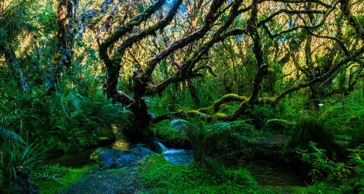 La impresionante Reserva El Ángel
