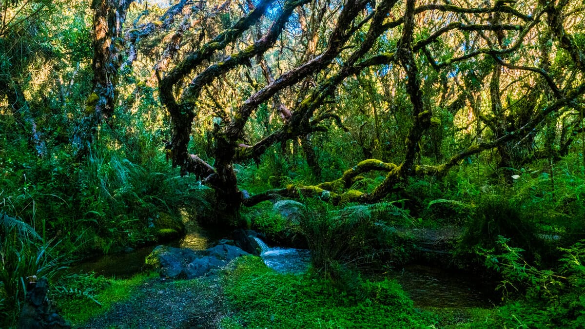 Dentro de la Reserva Ecológica El Ángel polylepis grove. ©|Ernest Scott Drake