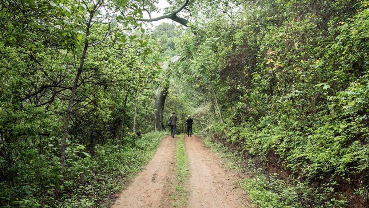 La observación de aves puede fomentar una conexión más profunda con la naturaleza y con los lugareños, como el guía de observación de aves | ©Ángela Drake Dos hombres caminan por un camino de tierra con un denso bosque a ambos lados.