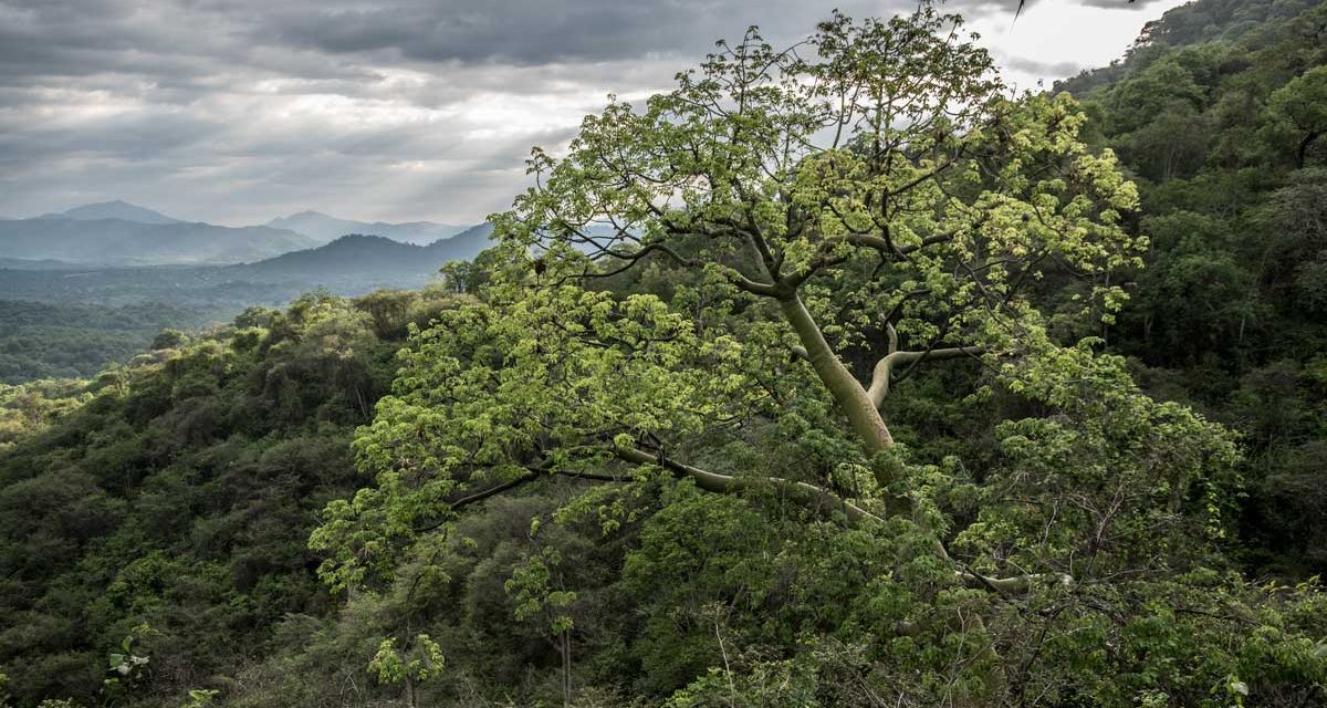 Experience the Dry Forests of the Jorupe Reserve