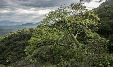 Experience the Dry Forests of the Jorupe Reserve