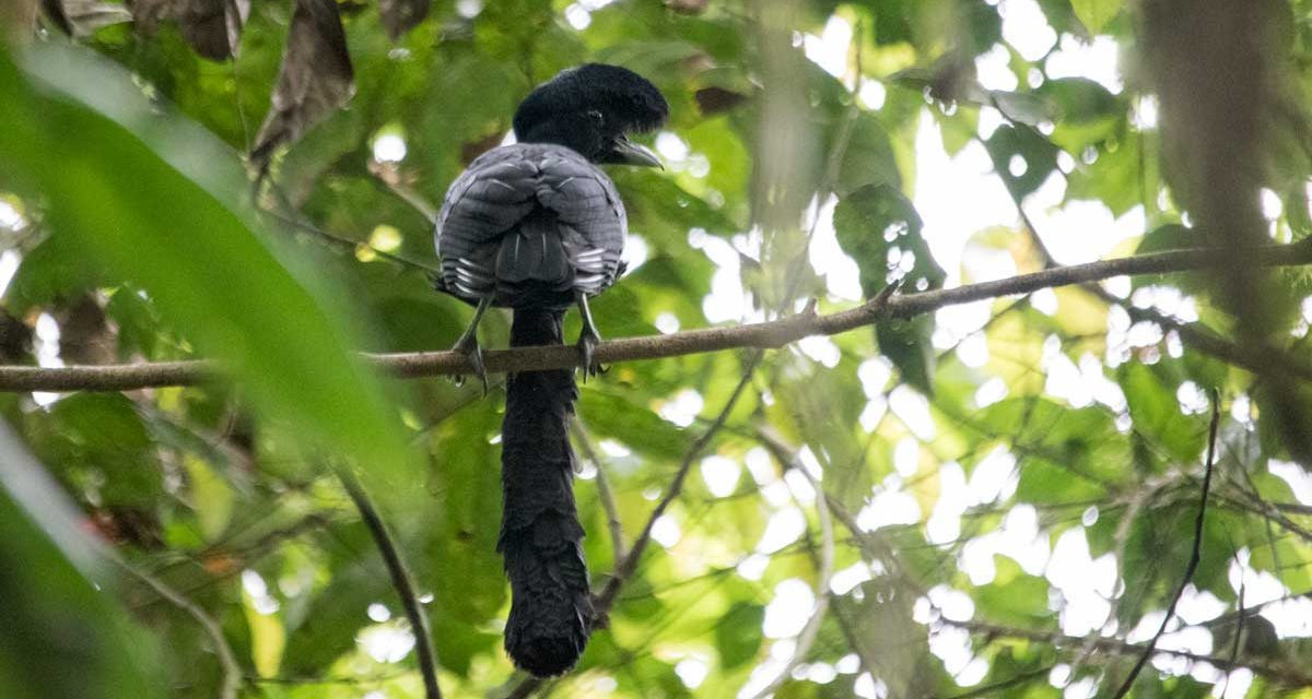 The Bizarre Umbrellabird