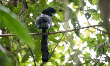 The Bizarre Umbrellabird