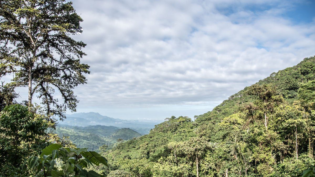 En 2018, soñamos en grande y completamos un recorrido por el sur de Ecuador que incluyó visitar las Reservas de Jocotoco | ©Ángela Drake Vista del bosque nativo y los árboles en primer plano y las estribaciones distantes en el fondo bajo un cielo azul lleno de nubes blancas hinchadas con envés grises.