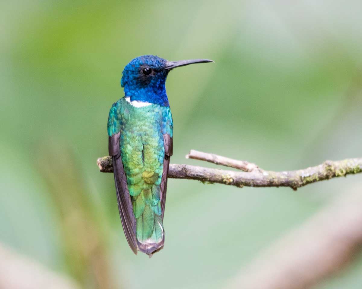 Jacobino de cuello blanco, Umbellabird Lodge, Buenaventura, Ecuador | ©Ángela Drake