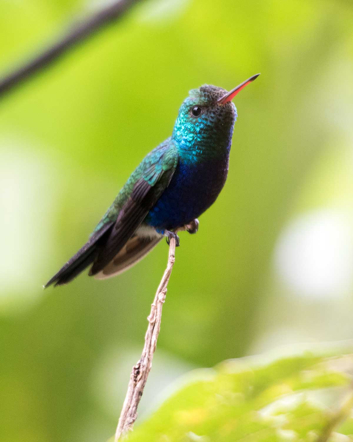 Colibrí de vientre violeta, Umbellabird Lodge, Buenaventura, Ecuador | ©Ángela Drake