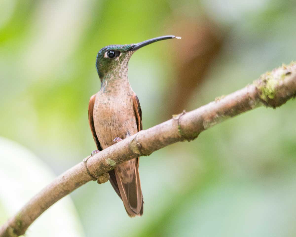 Fawn-breasted Brilliant, Jardín de Colibríes, Piñas, Ecuador | ©Ángela Drake