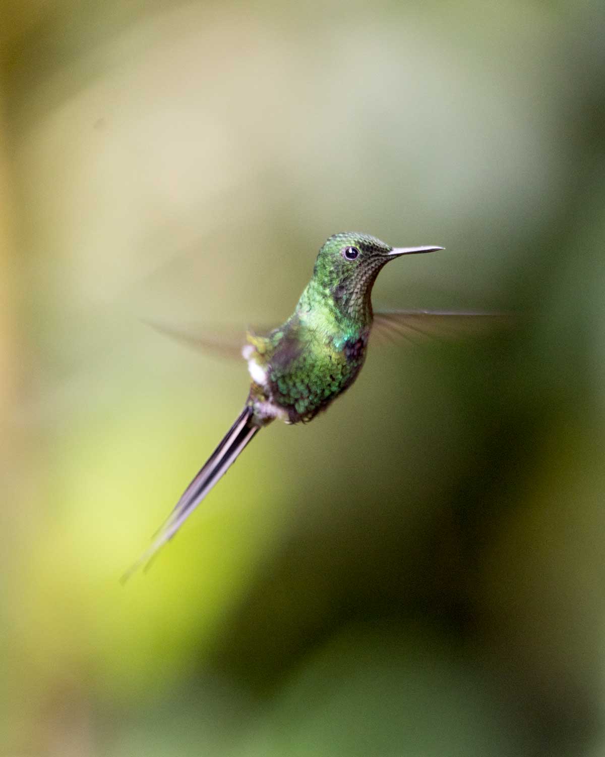 Colibrí de cola de espina verde, Jardín de colibríes, Piñas, Ecuador | ©Ángela Drake