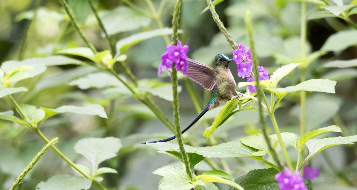 Easy-To-See Hummingbirds in Southern Ecuador!