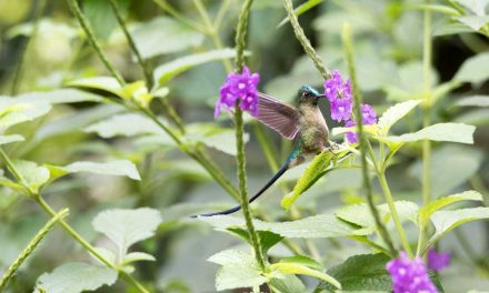 Easy-To-See Hummingbirds in Southern Ecuador!