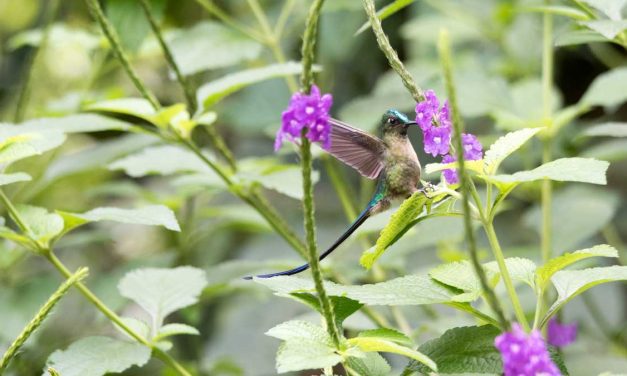Easy-To-See Hummingbirds in Southern Ecuador!