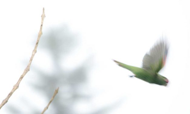 The Adorable El Oro Parakeet of Western Ecuador