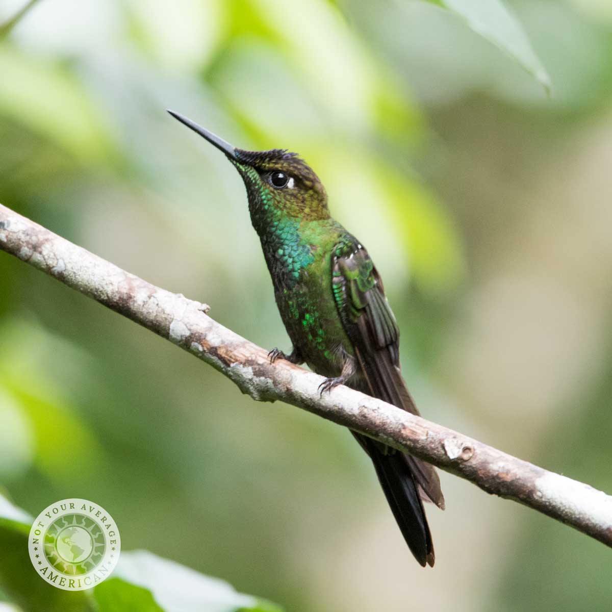 Green Crowned Brilliant, Reserva Buenaventura, Piñas, Ecuador | ©Ángela Drake