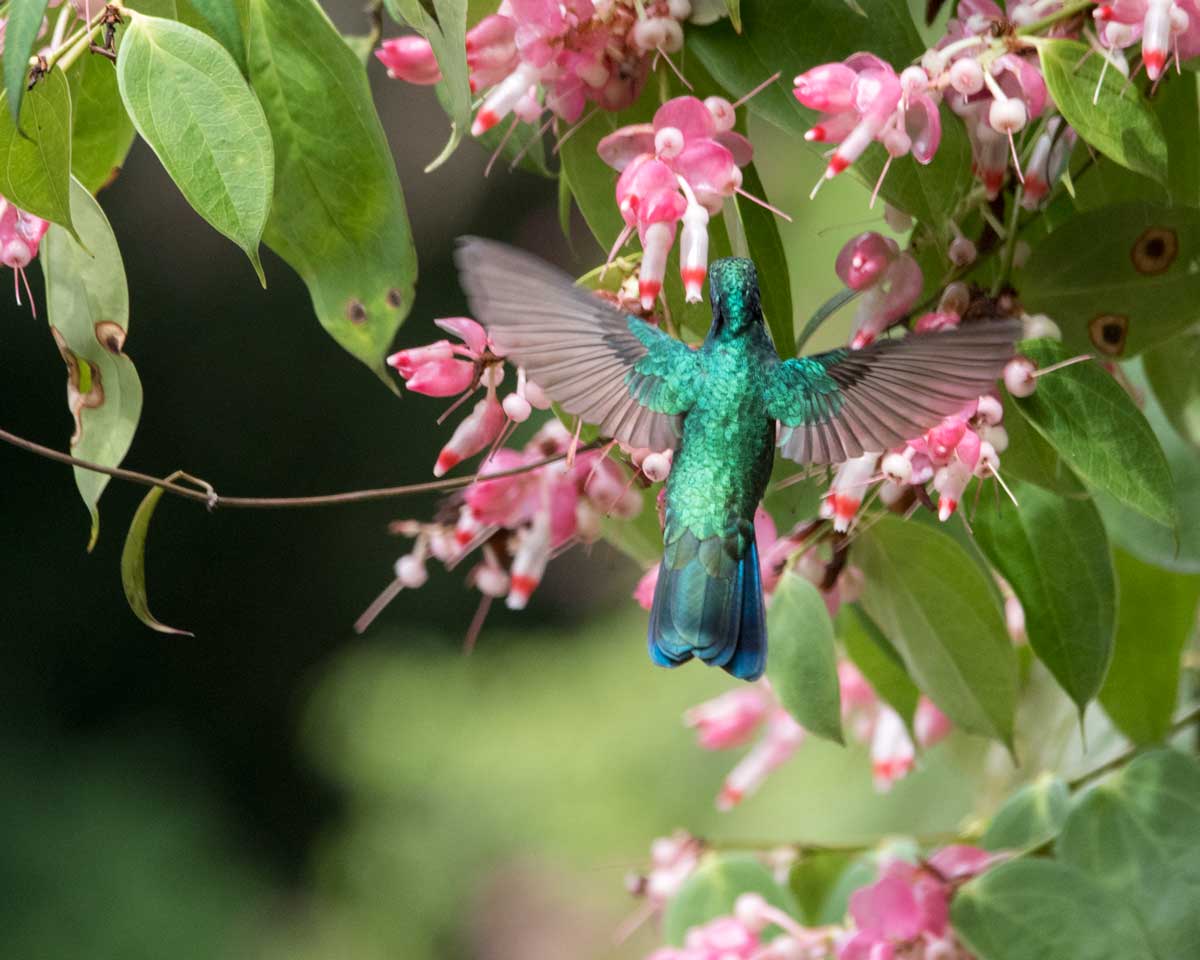 ¿Dónde encontramos a los colibríes en Ecuador?