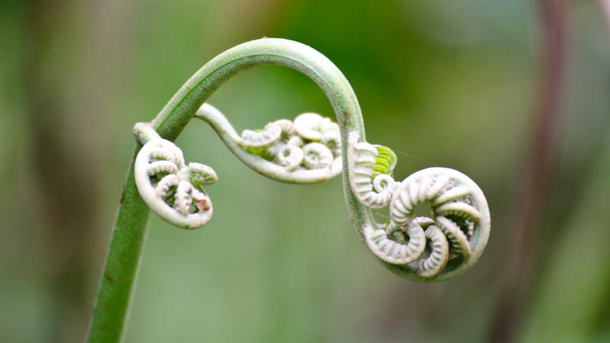 Unfurling Fern, Bellavista Cloud Forest Reserve, Tandayapa Valley, Ecuador
