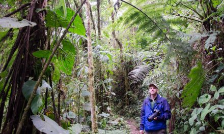 Reserva del Bosque Nuboso Bellavista