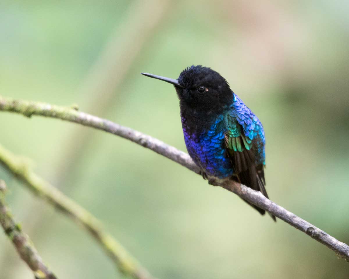 Colibrí Coronet de terciopelo púrpura, Angel Paz, Ecuador | ©Ángela Drake