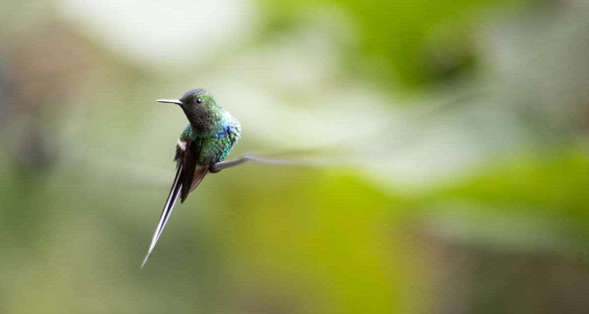 ¿Puedes hacer este quiz de colibrí?