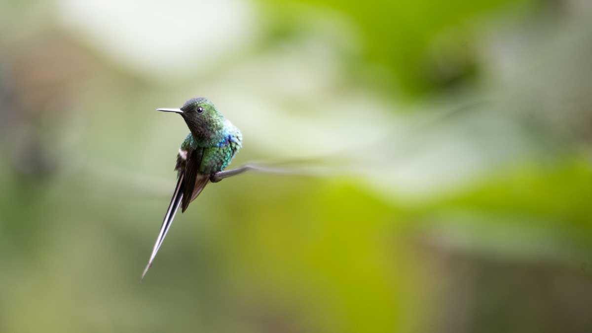 Colibrí de cola de espina verde, Jardín de colibríes, Piñas, Ecuador | ©Ángela Drake