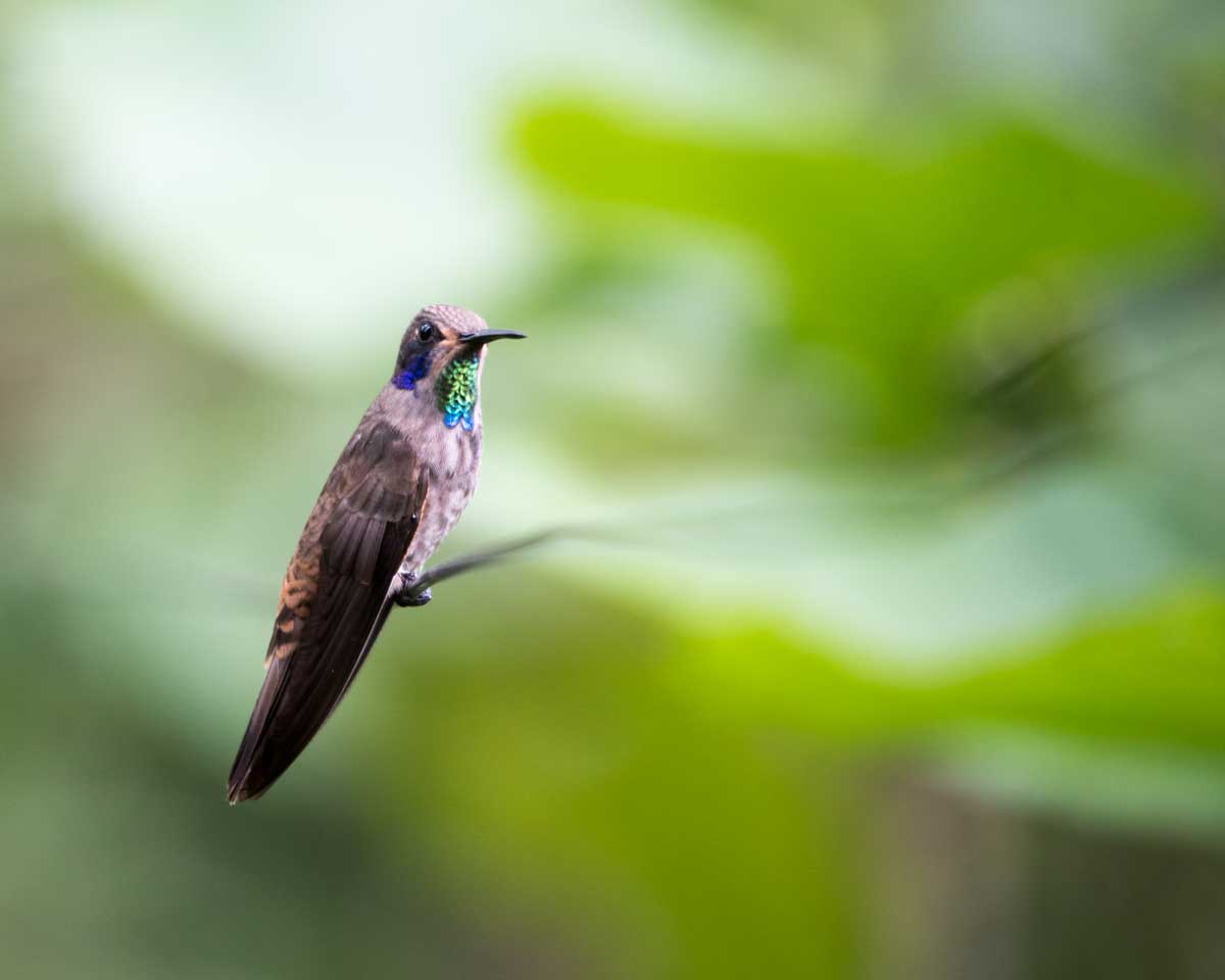 Brown Violetear, Reserva Buenaventura, Piñas, Ecuador | ©Ángela Drake