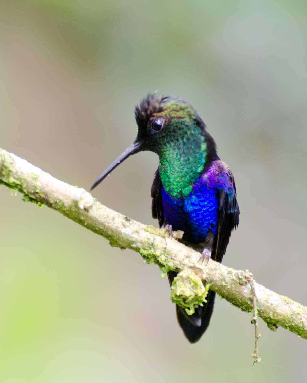 Woodnymph de cola bifurcada, Wildsumaco Lodge, Ecuador | ©Ángela Drake