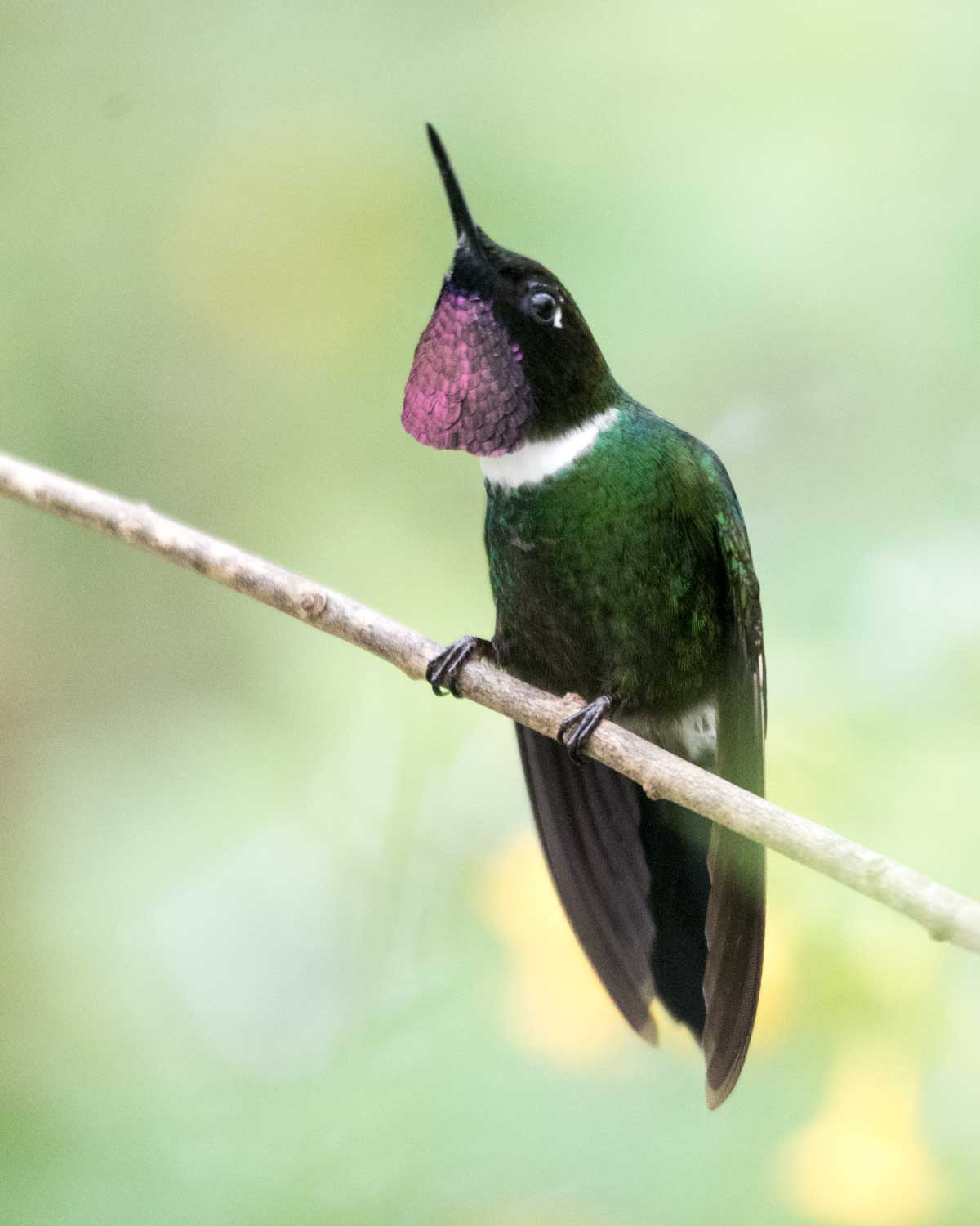 Gorgeted Sunangel, Reserva Tapichalaca, Ecuador | ©Ángela Drake