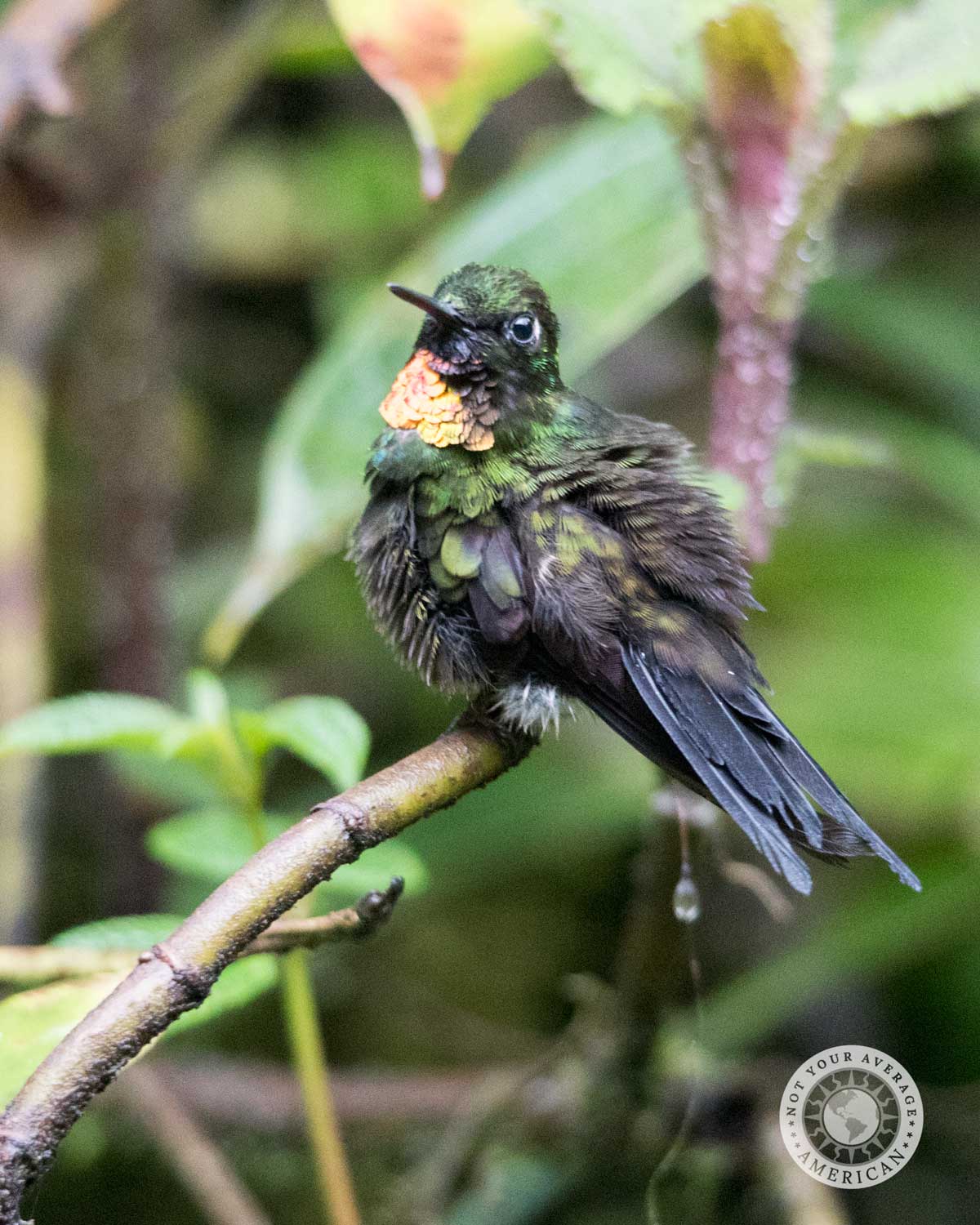 Sunangel de garganta llameante, Reserva Tapichalaca, Ecuador | ©Ángela Drake