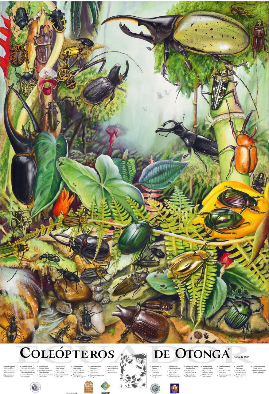 Cartel Coleopteros
