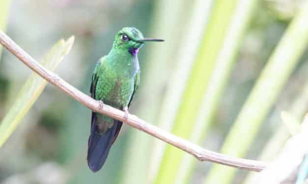 Alambi – A Hummingbird Paradise