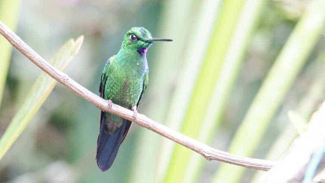 Brillante de corona verde, Alambi, Nanegalito, Ecuador | ©Ángela Drake