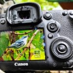 Conteo Navideño de Aves – El Chaco y Quijos