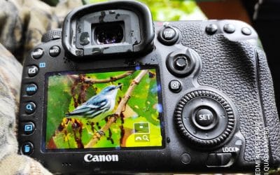 Conteo Navideño de Aves – El Chaco y Quijos