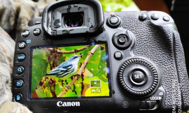 Conteo Navideño de Aves – El Chaco y Quijos