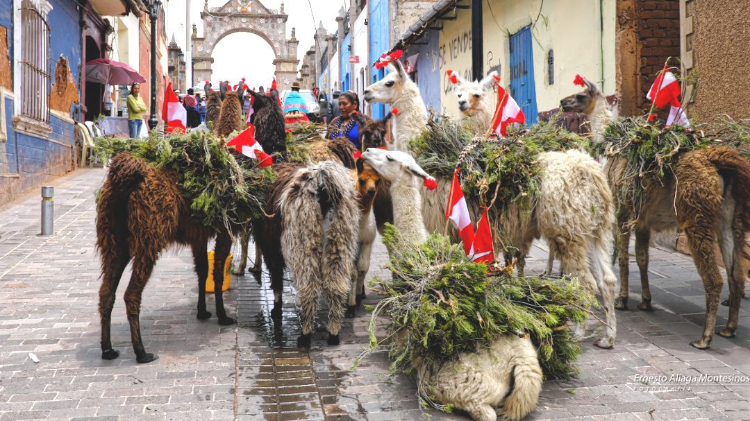Llamas ataviadas con banderas de Peru están trayendo la leña para encender una fogata