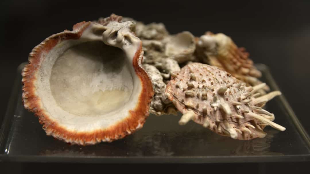 Conchas de Spondylus del Museo Nacional de Quito, Ecuador | ©Angela Drake Conchas de Sponylus