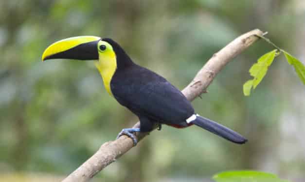 Ave más emblemática de Pichincha: El tucán del chocó andino