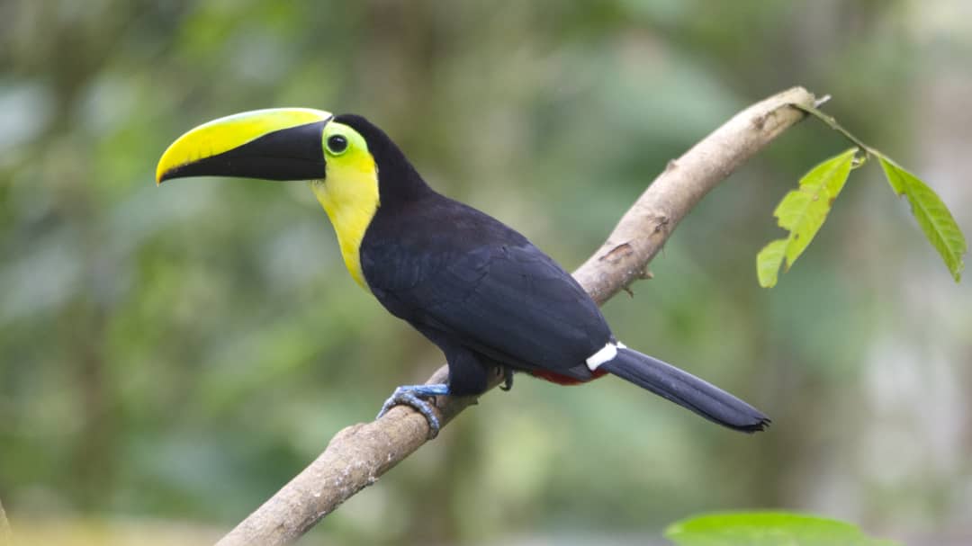 Ave más emblemática de Pichincha: El tucán del chocó andino