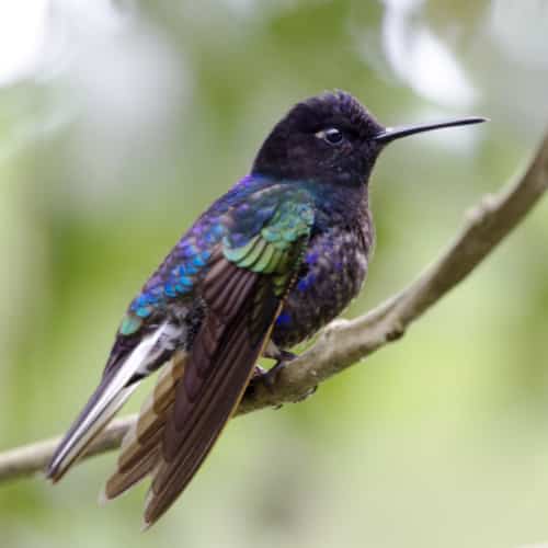 Un colibrí Coronet de terciopelo púrpura; Refugio Paz de las Aves, Nanegalito, Ecuador | ©Ángela Drake Un colibrí audaz con cabeza negra profunda, pecho púrpura, espalda azul y verde irritado