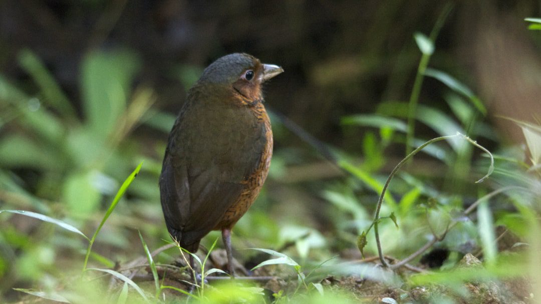 María, la Antpitta Gigante; Refugio Paz de las Aves, Nanegalito, Ecuador | ©Ángela Drake Una Antpitta Gigante se encuentra en el suelo verde del bosque