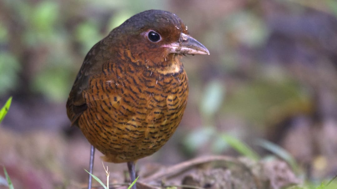 María, la Antpitta Gigante; Refugio Paz de las Aves, Nanegalito, Ecuador | ©Ángela Drake Una Antpitta Gigante con sus largas patas, su robusto cuerpo de color rufo y su amplio pico posa para la cámara.