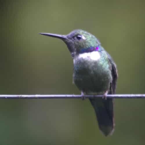 Colibrí de pico de cuña; Refugio Paz de las Aves, Nanegalito, Ecuador | ©Ángela Drake Un diminuto colibrí de pico de cuña con cuerpo y cabeza verdes, pecho blanco y un pequeño anillo azul teñido de rosa en su cuello se posa sobre un alambre