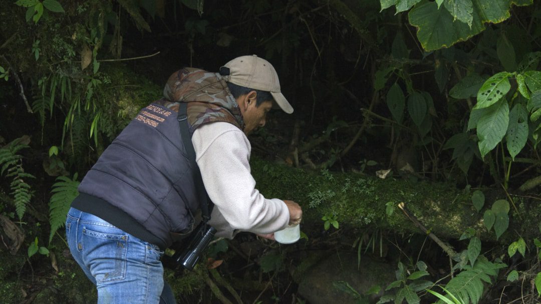 Rodrigo Paz coloca gusanos en un tronco; Refugio Paz de las Aves, Nanegalito, Ecuador | ©Ángela Drake Un hombre coloca gusanos en un tronco en un rincón oscuro del bosque