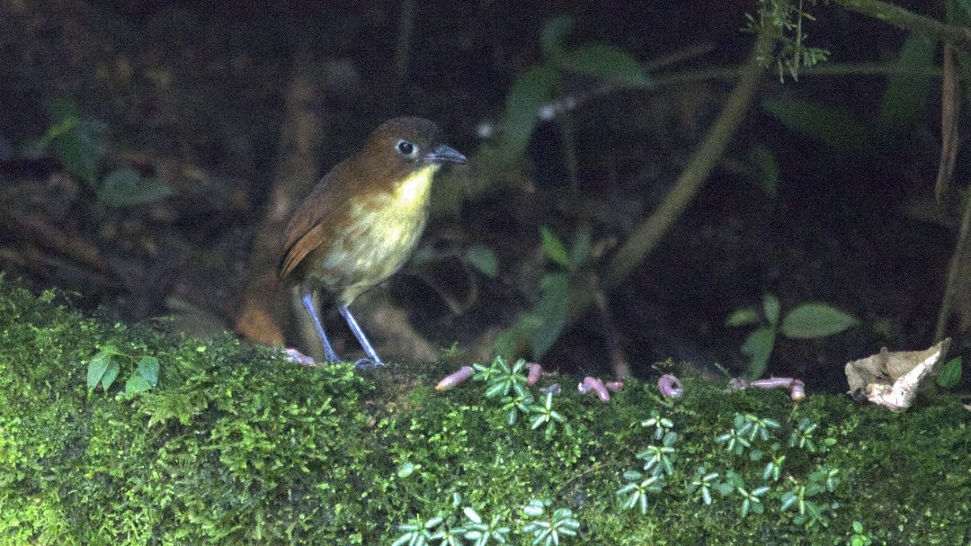 Willy, la antpita de pecho amarillo, Refugio Paz de las Aves, Nanegalito, Ecuador | ©Ángela Drake Una Antpitta de pecho amarillo, un ave con patas largas, pecho amarillo y cuerpo rufo, se para en un tronco musgoso mirando gusanos jugosos.