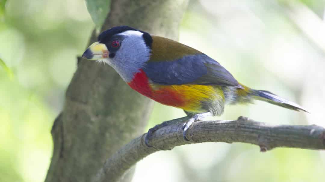 Un Tucán Barbet en el árbol fuera del albergue; Refugio Paz de las Aves, Nanegalito, Ecuador | ©Ángela Drake Un Tucán Barbet, con una cara negra, cuello gris, pecho rojo, vientre amarillo, espalda marrón y alas azul-gris oscuro, se posa en la rama de un árbol