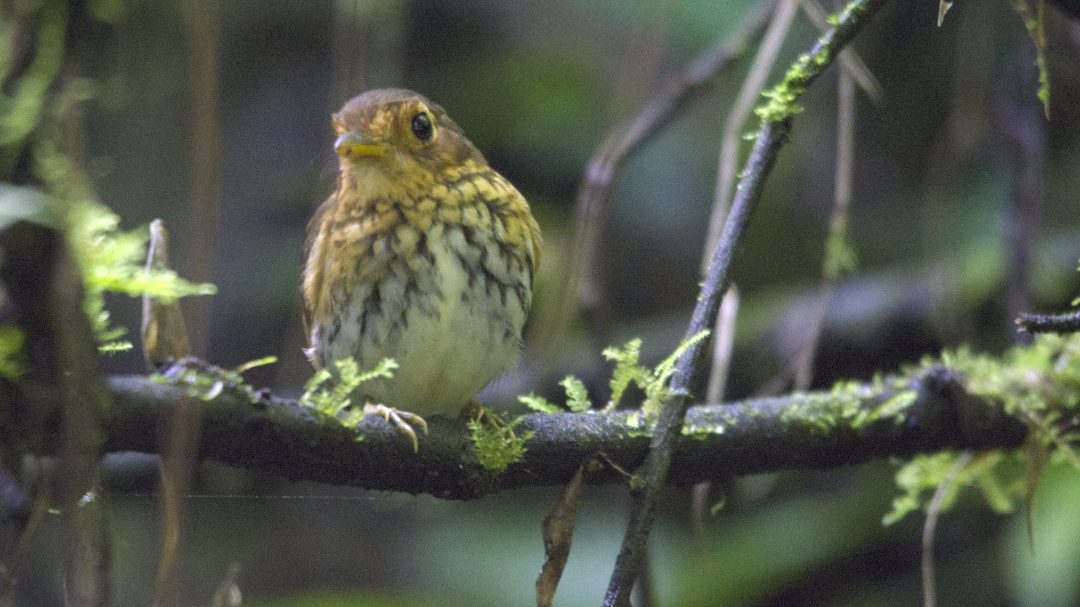 Shakira, la Antpitta de pecho ocre; Refugio Paz de las Aves, Nanegalito, Ecuador | ©Ángela Drake Una Antpitta de pecho ocre, con pecho amarillo y espalda, alas y cabeza marrones, se posa en una rama delgada en el bosque oscuro