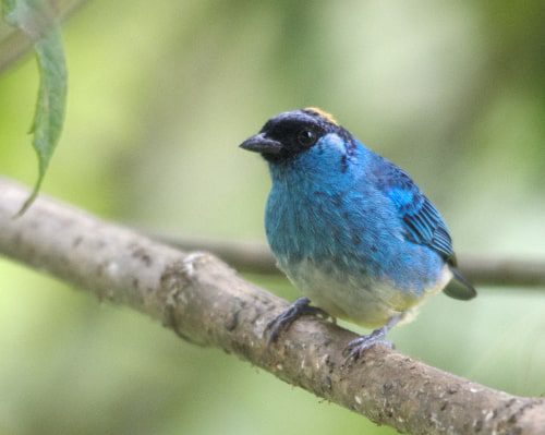 Tangara de nuca dorada; Refugio Paz de las Aves, Nanegalito, Ecuador | ©Ángela Drake Una tangara de nuca dorada con un cuerpo azul brillante, alas negras y máscara facial luce una mancha amarilla brillante en la corona de su cabeza.