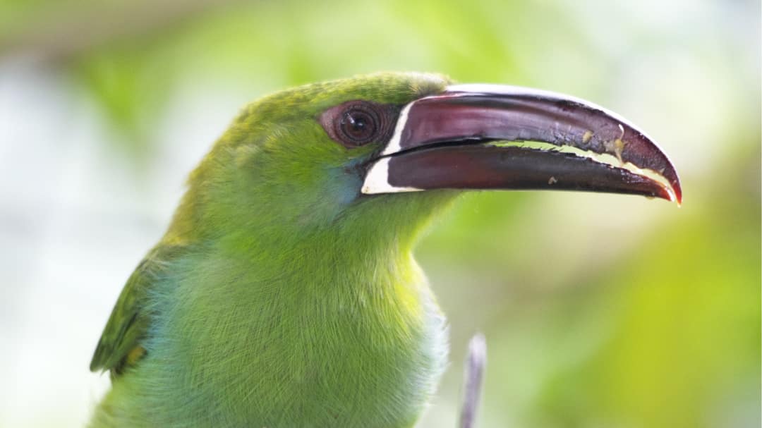 Tucanet carmesí; Refugio Paz de las Aves, Nanegalito, Ecuador | ©Ángela Drake Un primer plano de un tucanet carmesí, su pecho y cabeza de color verde lima contrastan con su pico rojo intenso