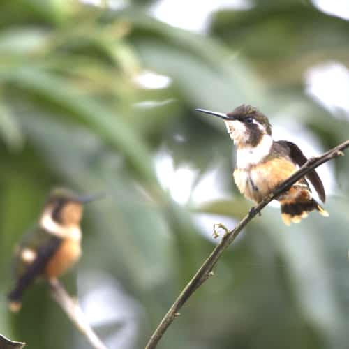 Hembra Woodstar de garganta púrpura; Refugio Paz de las Aves, Nanegalito, Ecuador | ©Ángela Drake Una hembra de Woodstar de garganta púrpura con su vientre de color rubio y cabeza y espalda de color verde oscuro se posa en una rama