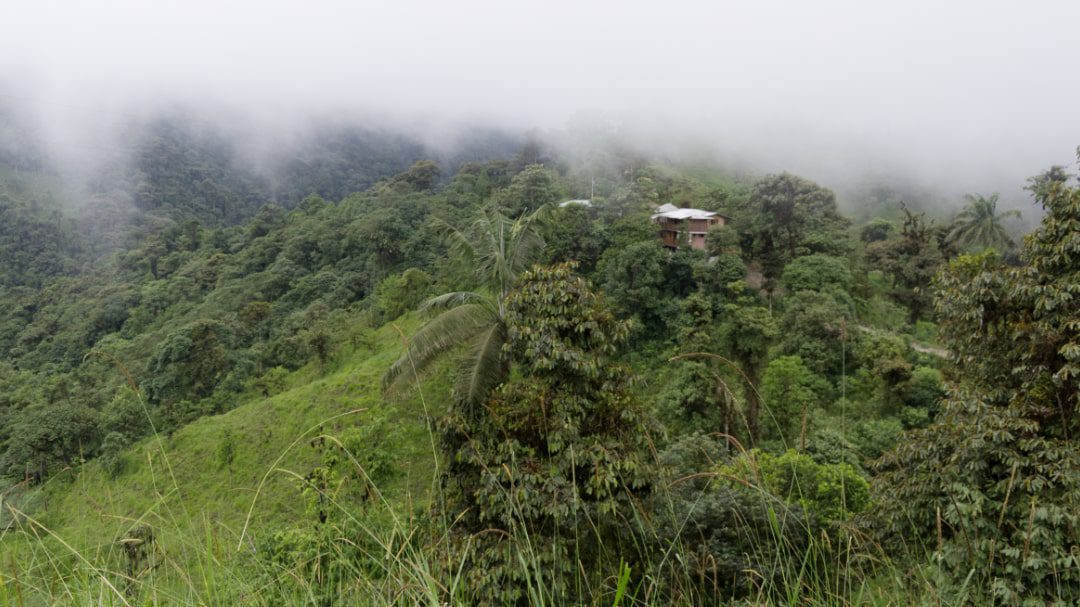 Refugio Paz de las Aves fue construido en el bosque primario cerca de Mindo, Ecuador | ©Ángela Drake Un pequeño albergue está ubicado en el bosque nuboso con un pequeño pasto de hierba verde